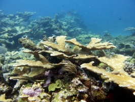 Elkhorn Coral IMG 3259